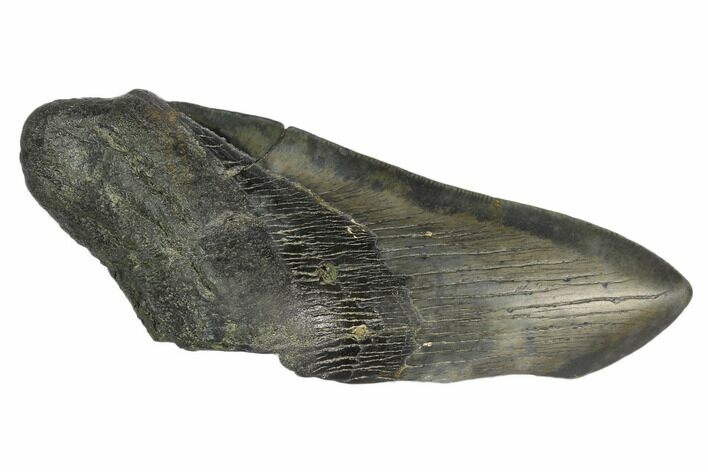 Partial Fossil Megalodon Tooth - South Carolina #125254